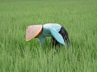 Indonesian farmers take care of rice fields (matun) - Photo by Redicul Pict on Unsplash