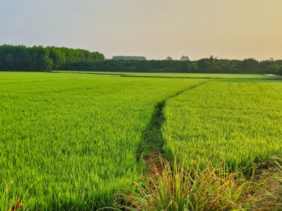 Green Grass Field Under White Sky During Daytime - Photo by Tam Mai on Unsplash